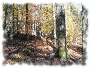 cades-cove-nature-trail