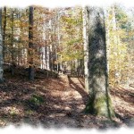 cades-cove-nature-trail