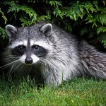 cades-cove-raccoon