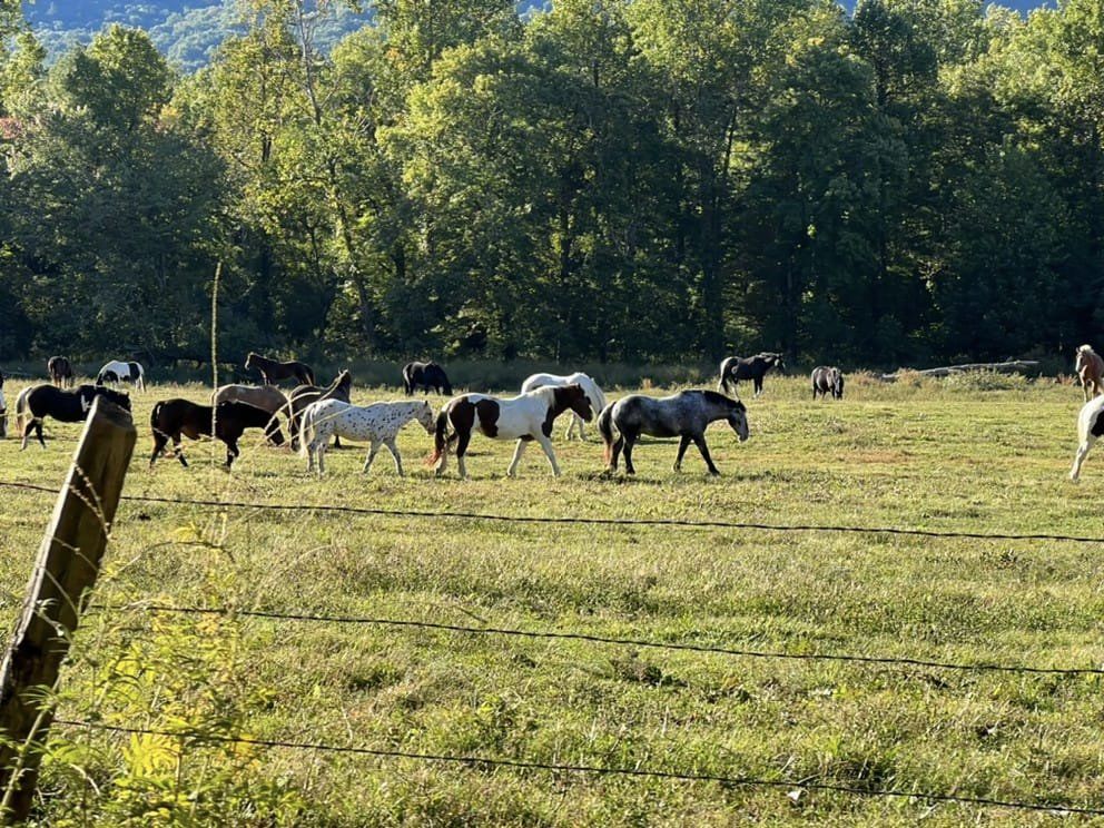 Anthony Creek Horse Camp