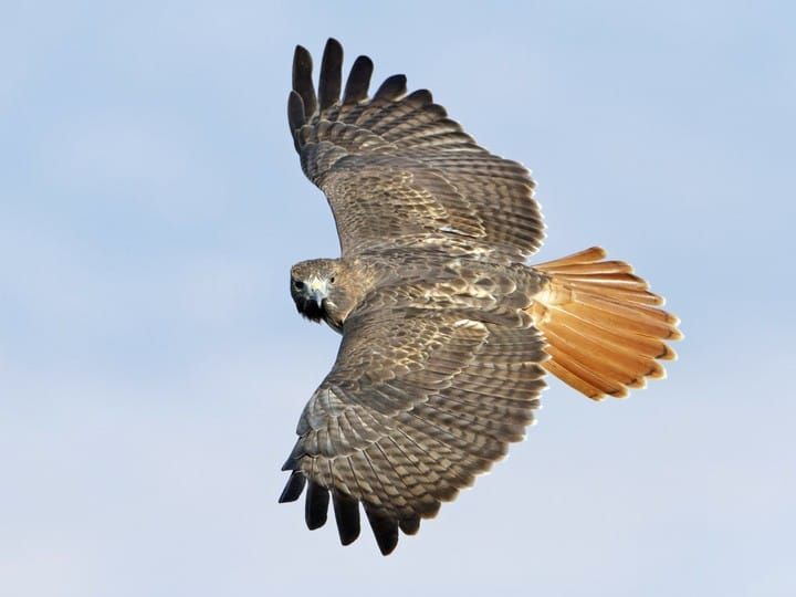 The Red-Tailed Hawk of Cades Cove