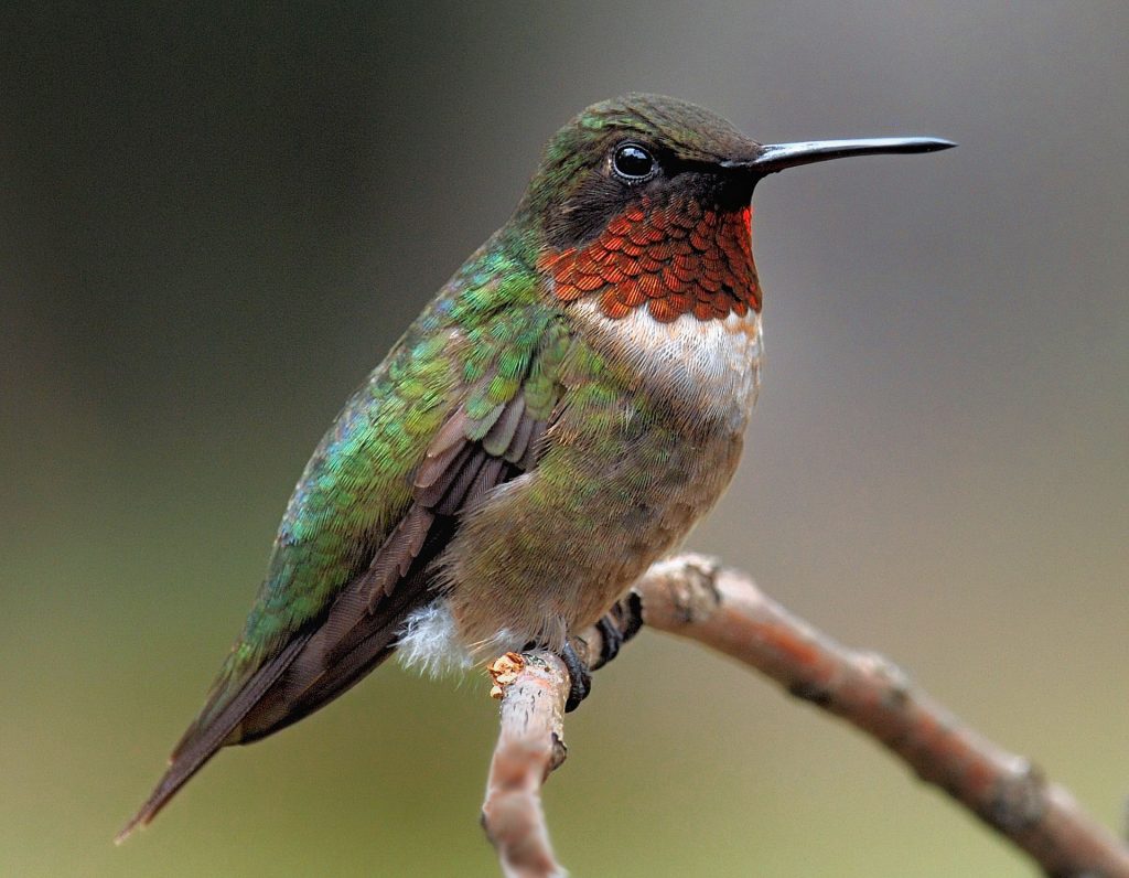 Ruby-Throated Hummingbird of Cades Cove