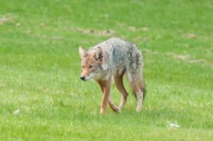 Wlidlife in Cades Cove - Coyote